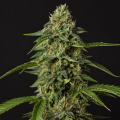 Fast Bud Auto