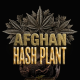 Afghan Hash Plant Auto - BARNEY'S FARM