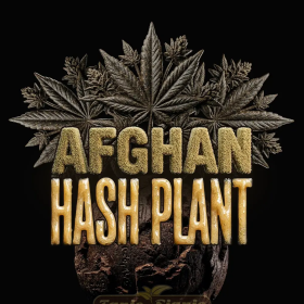 Afghan Hash Plant Auto - BARNEY'S FARM