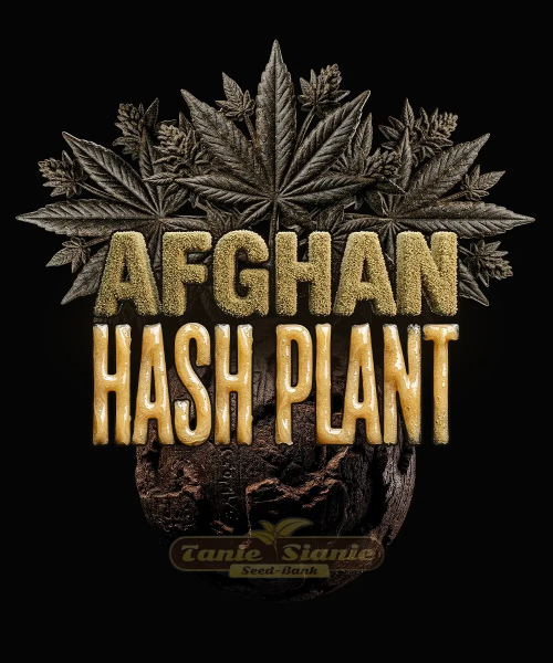 Afghan Hash Plant Auto - BARNEY'S FARM