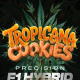 Tropicana Cookies Auto - BARNEY'S FARM