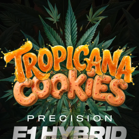 Tropicana Cookies Auto - BARNEY'S FARM