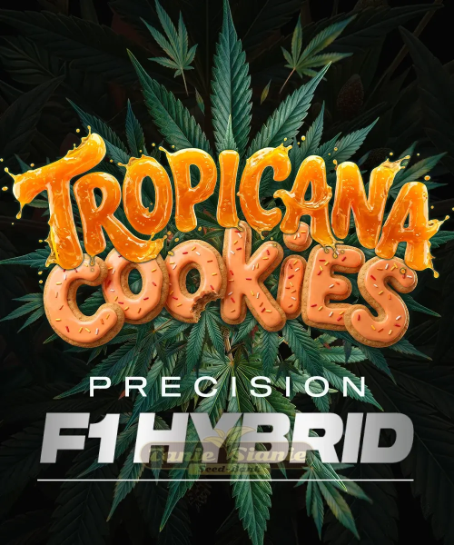 Tropicana Cookies Auto - BARNEY'S FARM