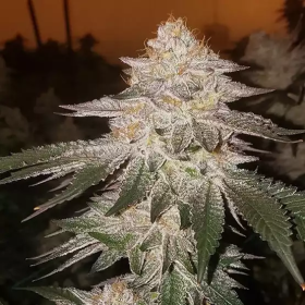 Pina RBX2 Auto - ETHOS GENETICS