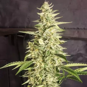 Inzane Auto - ETHOS GENETICS