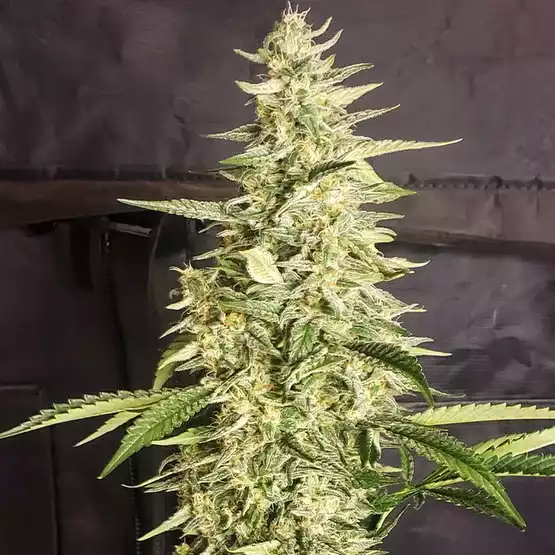 Inzane Auto - ETHOS GENETICS