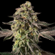 Sugar Rock by Cookies - SILENT SEEDS