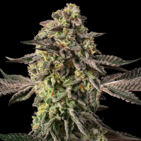 Sugar Rock by Cookies - SILENT SEEDS