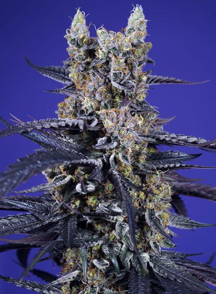 Super Boof XL Auto - SWEET SEEDS