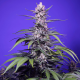 Permanent Marker XL Auto - SWEET SEEDS