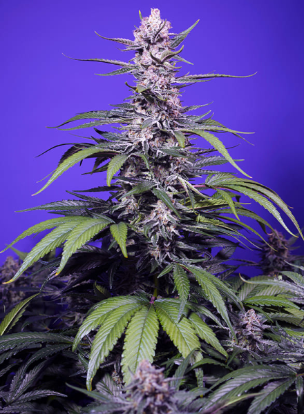 Permanent Marker XL Auto - SWEET SEEDS