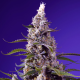 Banana Cream Cake XL Auto - SWEET SEEDS