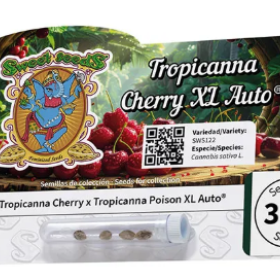 Tropicanna Cherry XL Auto - SWEET SEEDS
