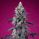 Tropicanna Cherry XL Auto - SWEET SEEDS