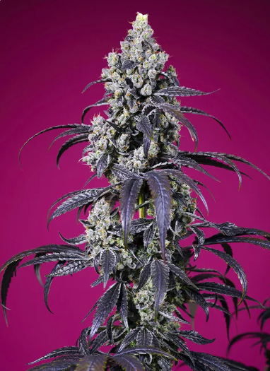 Tropicanna Cherry XL Auto - SWEET SEEDS