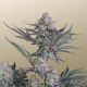 Lemon Tree Auto - FASTBUDS
