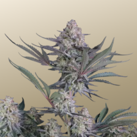 Lemon Tree Auto - FASTBUDS