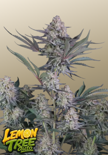 Lemon Tree Auto - FASTBUDS