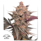 Blue Applez - DUTCH PASSION