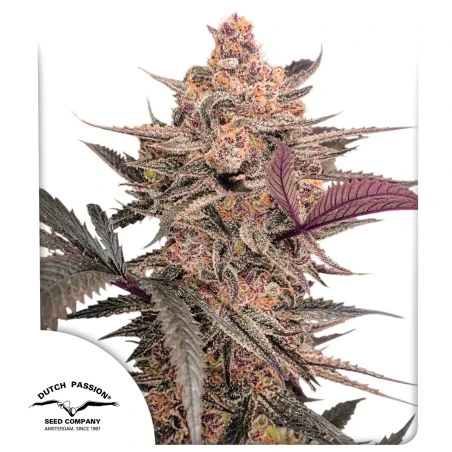 Blue Applez - DUTCH PASSION