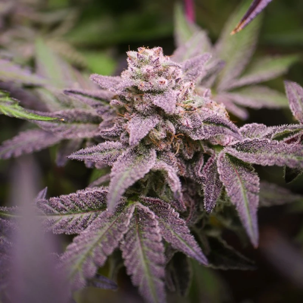 Blue Applez - DUTCH PASSION
