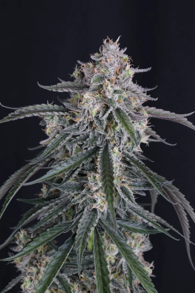 GMO Auto - FASTBUDS