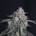 GMO Auto - FASTBUDS