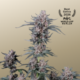 Mango Cherry Runtz Auto - FASTBUDS