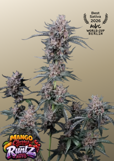Mango Cherry Runtz Auto - FASTBUDS