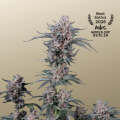 Mango Cherry Runtz Auto - FASTBUDS