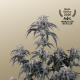 Mango Frost Auto - FASTBUDS