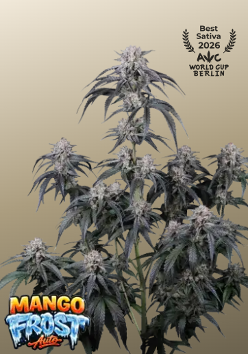 Mango Frost Auto - FASTBUDS