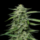 Blueberry Honey - HUMBOLDT SEED COMPANY