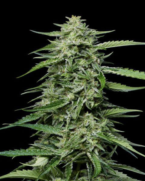 Blueberry Honey - HUMBOLDT SEED COMPANY