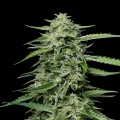 Blueberry Honey - HUMBOLDT SEED COMPANY