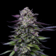 Candy Hustle - HUMBOLDT SEED COMPANY