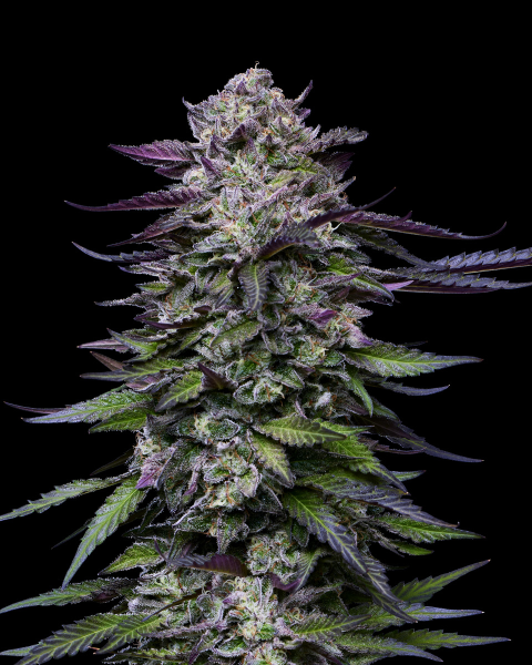 Candy Hustle - HUMBOLDT SEED COMPANY