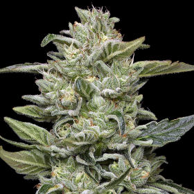 Honey Bear - HUMBOLDT SEED COMPANY