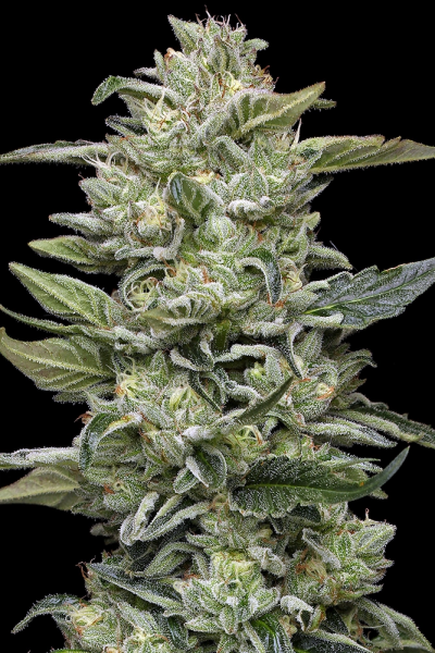 Honey Bear - HUMBOLDT SEED COMPANY