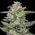 Honey Bear - HUMBOLDT SEED COMPANY