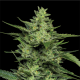 Limez - HUMBOLDT SEED COMPANY