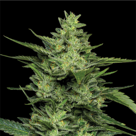 Limez - HUMBOLDT SEED COMPANY