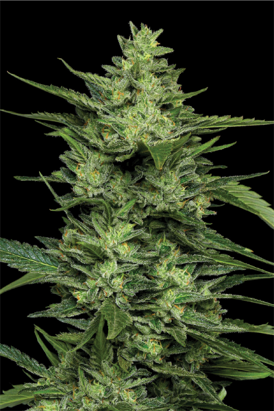 Limez - HUMBOLDT SEED COMPANY
