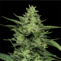 Limez - HUMBOLDT SEED COMPANY