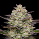 Puff Pastry - HUMBOLDT SEED COMPANY