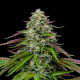 Garlic Budder Auto - HUMBOLDT SEED COMPANY