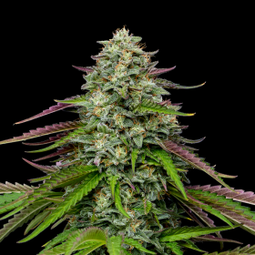 Garlic Budder Auto - HUMBOLDT SEED COMPANY