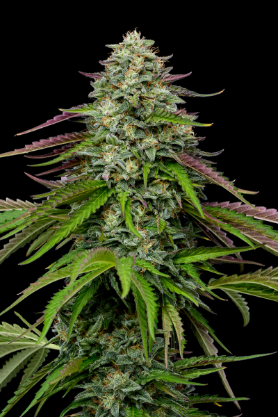 Garlic Budder Auto - HUMBOLDT SEED COMPANY