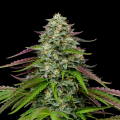 Garlic Budder Auto - HUMBOLDT SEED COMPANY