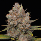 Hella Jelly Auto - HUMBOLDT SEED COMPANY